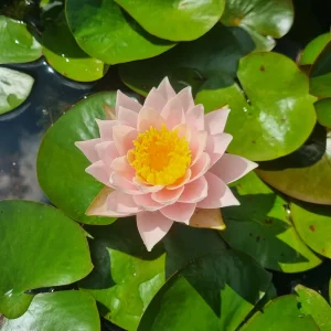 ninfea-nymphaea-bangkok-caramel-3.webp