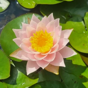 Nénuphar Nymphaea 'Bangkok Caramel'
