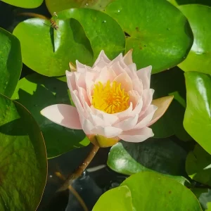ninfea-nymphaea-bangkok-caramel-4.webp