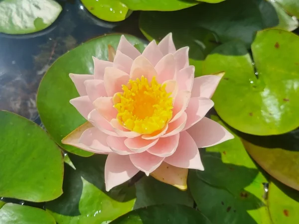 ninfea-nymphaea-bangkok-caramel.webp
