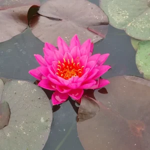 ninfea-nymphaea-bangkok-pink-2.webp
