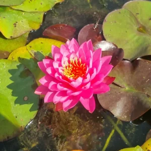 ninfea-nymphaea-bangkok-pink-3.webp