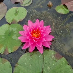 Nénuphar Nymphaea 'Bangkok Pink'
