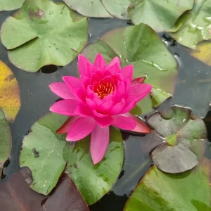 ninfea-nymphaea-bangkok-pink-4.webp