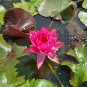 ninfea-nymphaea-bangkok-pink-5.webp