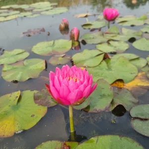 ninfea-nymphaea-bangkok-pink-6.webp