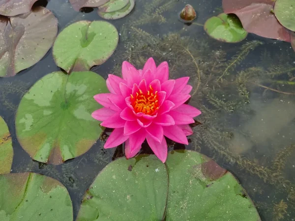ninfea-nymphaea-bangkok-pink.webp