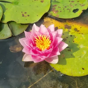 ninfea-nymphaea-bangkok-strawberry-2.webp