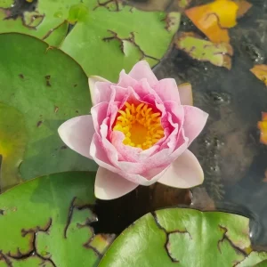 ninfea-nymphaea-bangkok-strawberry-3.webp