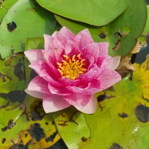 Nénuphar Nymphaea 'Bangkok Strawberry'