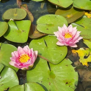 ninfea-nymphaea-bangkok-strawberry-4.webp