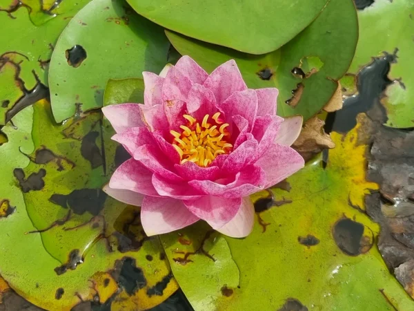 ninfea-nymphaea-bangkok-strawberry.webp