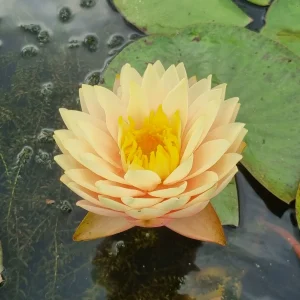 ninfea-nymphaea-blushing-bride-2.webp
