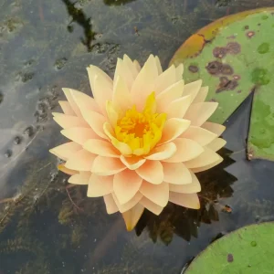 ninfea-nymphaea-blushing-bride-3.webp