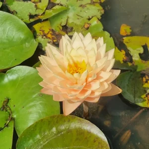 Nénuphar Nymphaea 'Blushing Bride'