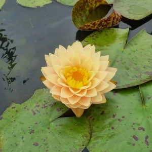 ninfea-nymphaea-blushing-bride-4.webp