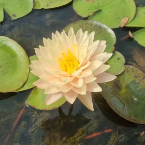 ninfea-nymphaea-blushing-bride-5.webp