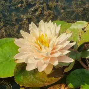 ninfea-nymphaea-blushing-bride-6.webp