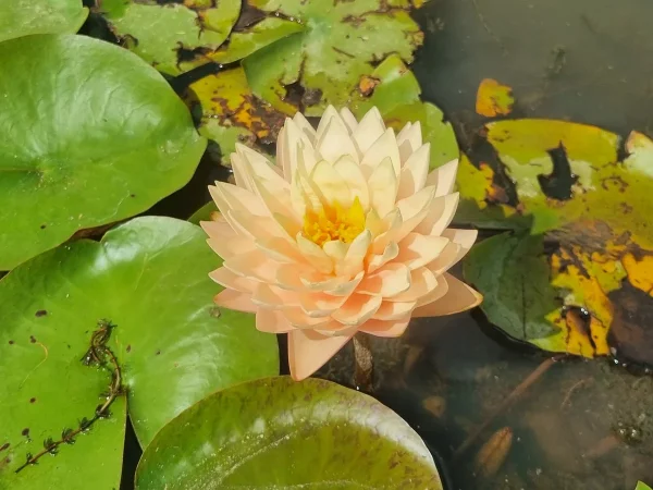 ninfea-nymphaea-blushing-bride.webp