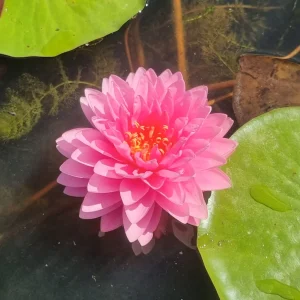 ninfea-nymphaea-dao-pradap-fa-2.webp