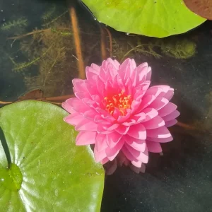 ninfea-nymphaea-dao-pradap-fa-3.webp