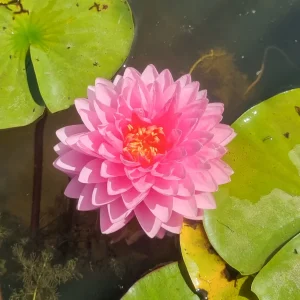 Nénuphar Nymphaea 'Dao Pradap Fa'