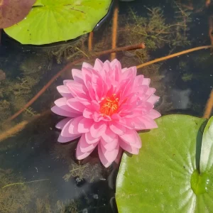 ninfea-nymphaea-dao-pradap-fa-4.webp
