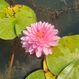 ninfea-nymphaea-dao-pradap-fa-5.webp