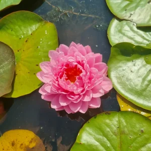 ninfea-nymphaea-dao-pradap-fa-6.webp