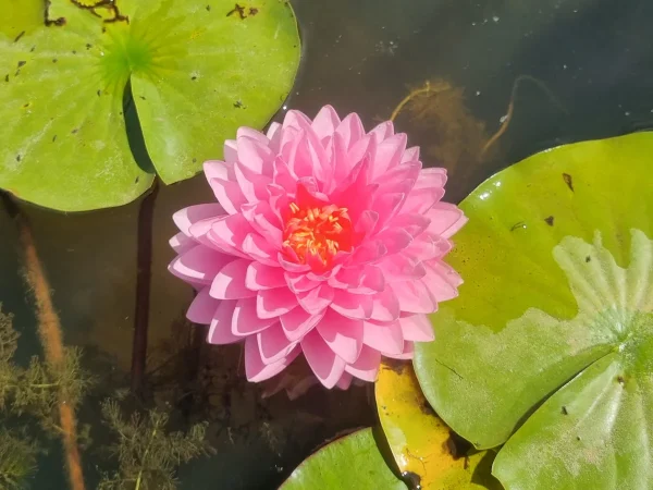ninfea-nymphaea-dao-pradap-fa.webp