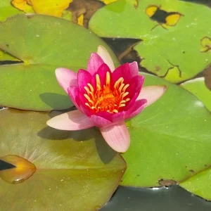 Nénuphar Nymphaea 'Froebeli'