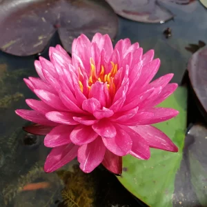 ninfea-nymphaea-jakkaphong-2.webp