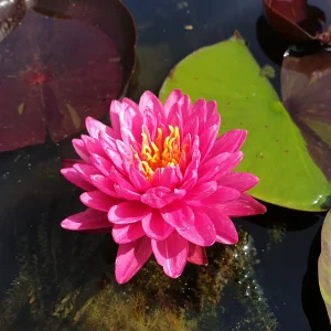 ninfea-nymphaea-jakkaphong-3.webp