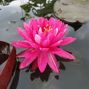 Nénuphar Nymphaea 'Jakkaphong'
