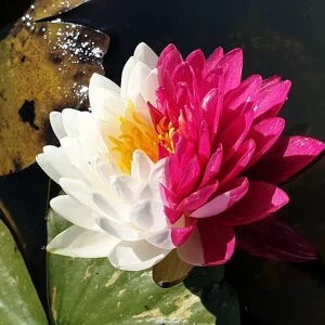 ninfea-nymphaea-jakkaphong-4.webp