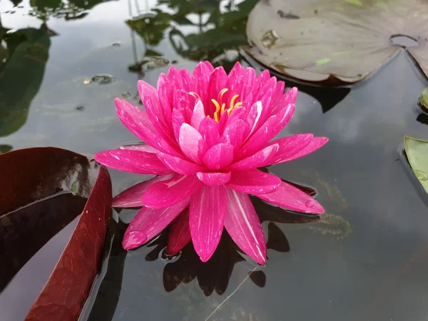 ninfea-nymphaea-jakkaphong.webp