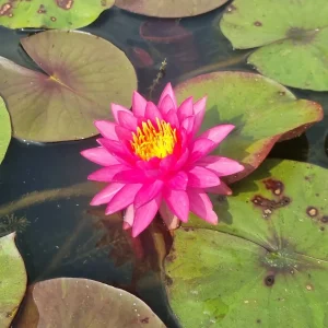 ninfea-nymphaea-line-thai-2.webp