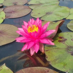 ninfea-nymphaea-line-thai-3.webp