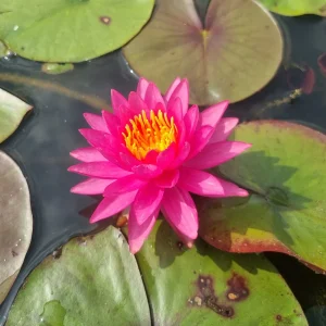 Nénuphar Nymphaea 'Line Thai'