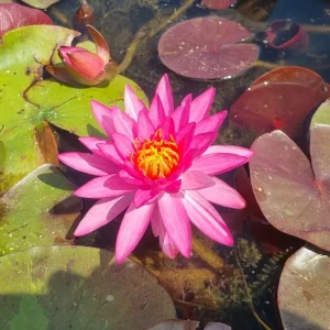 ninfea-nymphaea-line-thai-4.webp