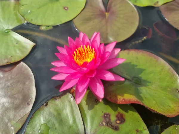 ninfea-nymphaea-line-thai.webp
