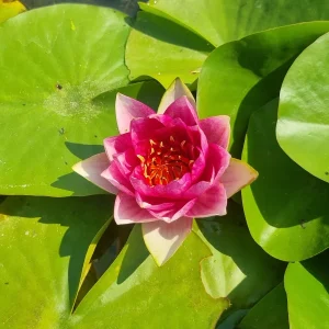 ninfea-nymphaea-lucky-red-2.webp