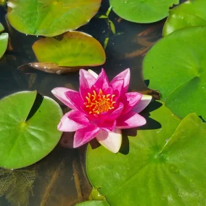 ninfea-nymphaea-lucky-red-3.webp