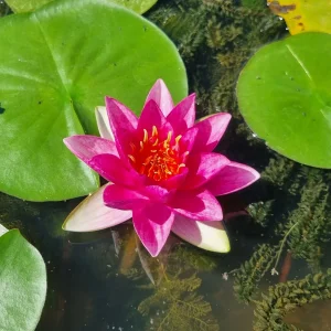 Nénuphar Nymphaea 'Lucky Red'