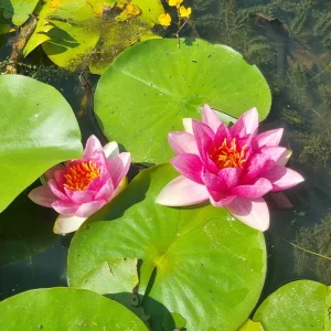 ninfea-nymphaea-lucky-red-4.webp