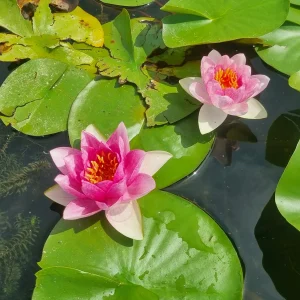 ninfea-nymphaea-lucky-red-5.webp