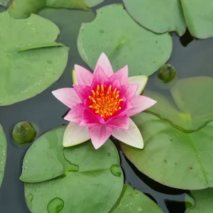 ninfea-nymphaea-lucky-red-6.webp