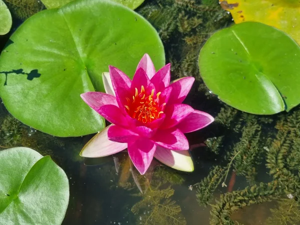 ninfea-nymphaea-lucky-red.webp