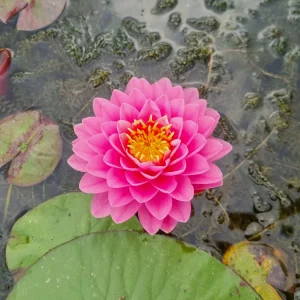 ninfea-nymphaea-malikan-2.webp