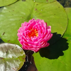 ninfea-nymphaea-malikan-3.webp